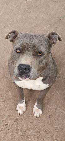 American Staffordshire Terrier puppy for sale by AMMORADO