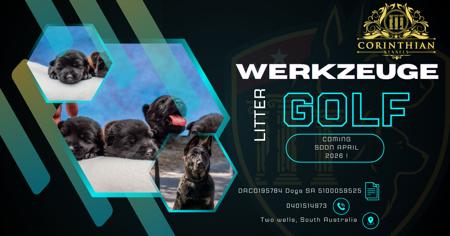 German Shepherd Dog puppy for sale by CORINTHIANCORP