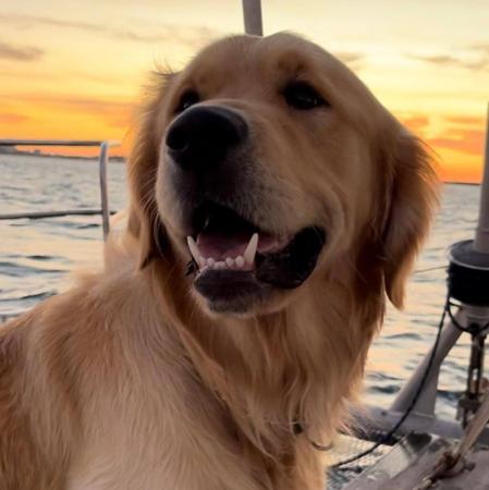 Golden Retriever for sale by DEKALDIGOLDENS