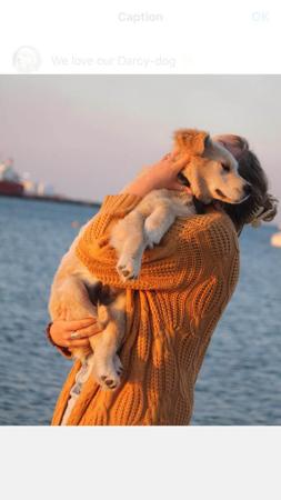 Golden Retriever for sale by DEKALDI