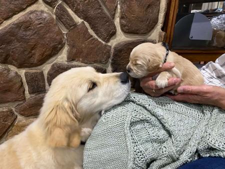 Golden Retriever for sale by DEKALDI