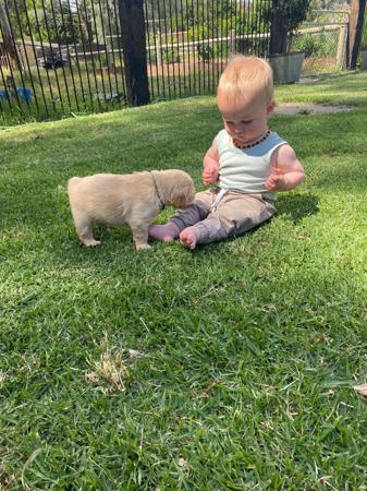 Golden Retriever for sale by DEKALDI