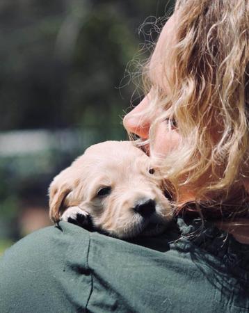 Golden Retriever for sale by DEKALDI