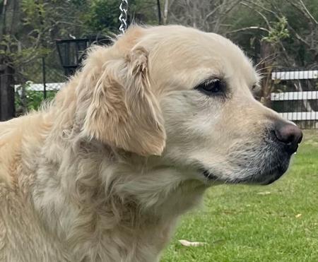 Golden Retriever puppy for sale by DEKALDIGOLDENS