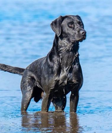 Labrador Retriever for sale by OAKLABS