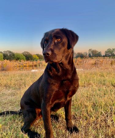 Labrador Retriever for sale by OAKLABS