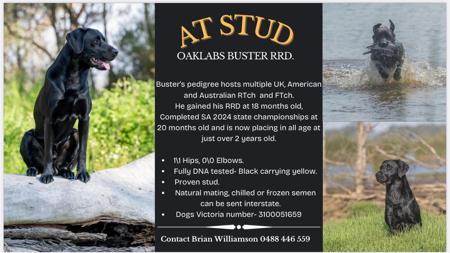 Labrador Retriever for sale by OAKLABS