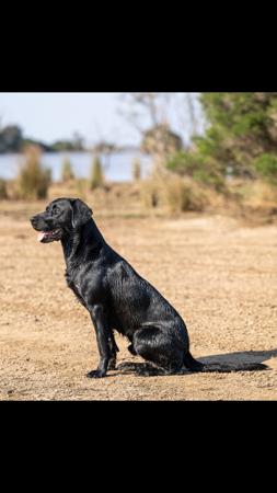 Labrador Retriever for sale by OAKLABS