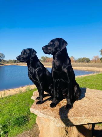 Labrador Retriever for sale by OAKLABS