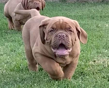 Dogubrute Quinton Rampage Dogue de Bordeaux