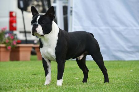 Boston Terrier dog for sale by TIGERLILY23