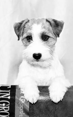 Jack Russell Terrier for sale by TIARKER