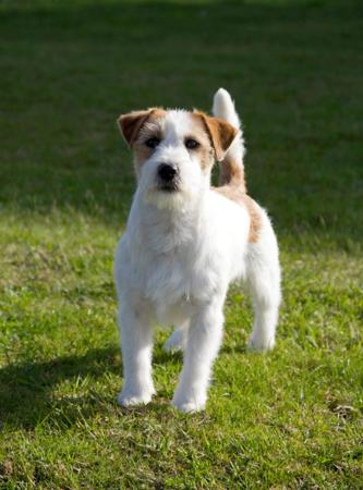 Jack Russell Terrier for sale by TIARKER