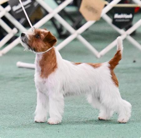 Jack Russell Terrier for sale by TIARKER