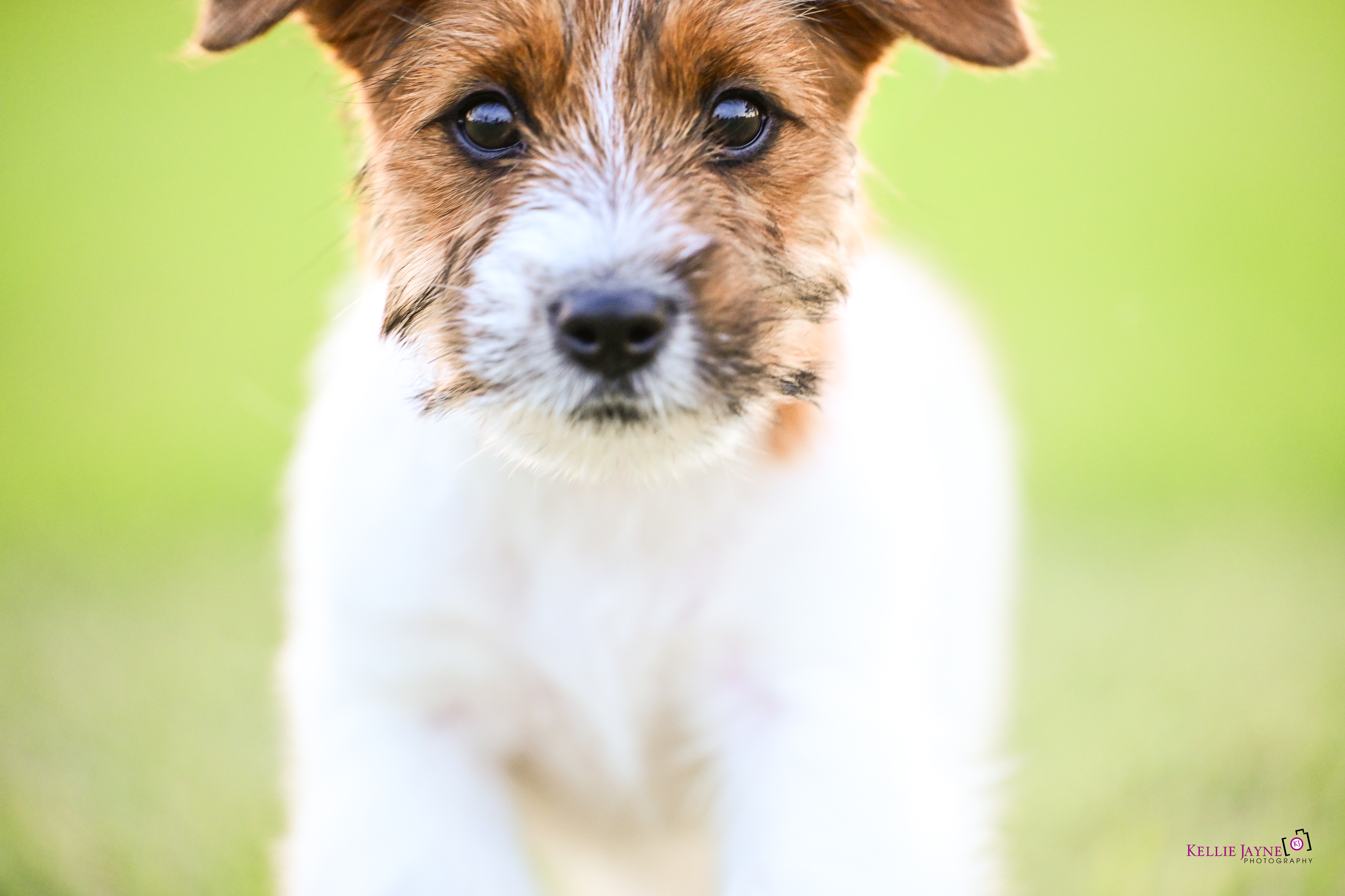 Jack Russell Terrier for sale by TIARKER