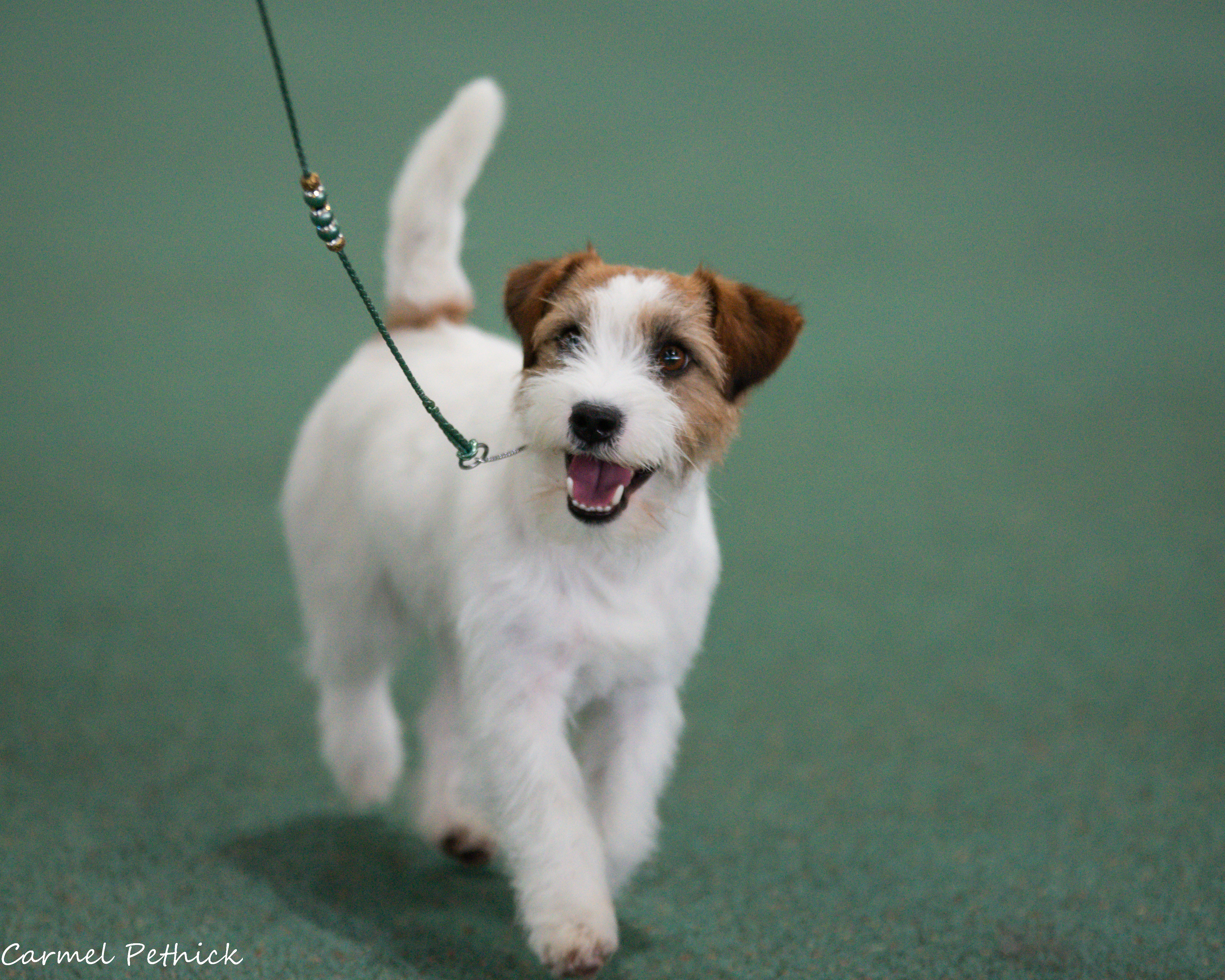Jack Russell Terrier for sale by TIARKER
