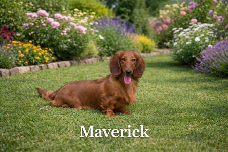 Dachshund (Long Haired) puppy for sale by BEEDASHIE