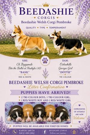 Welsh Corgi (Pembroke) puppy for sale by BEEDASHIE