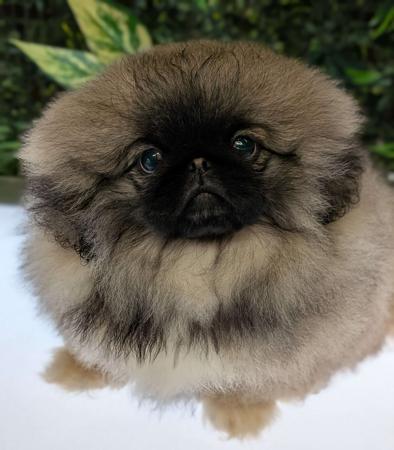 Pekingese puppy for sale by MITHYME