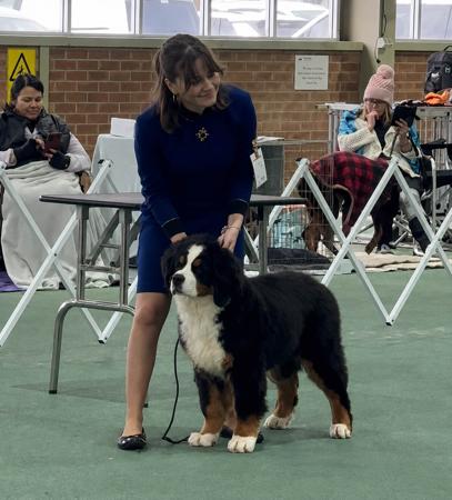 Kobuson Box of Chocolates Bernese Mountain Dog