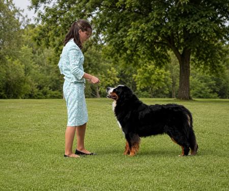 Kobuson Girls Got Style Bernese Mountain Dog