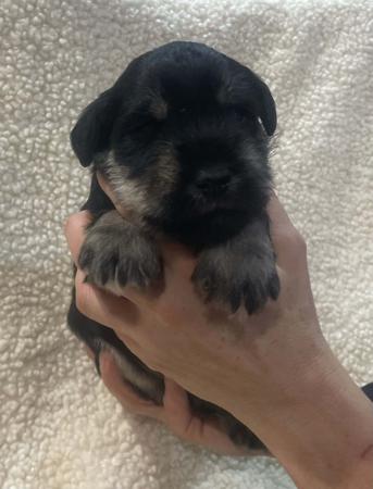 Schnauzer (Miniature) puppy for sale by FORESTHAVEN
