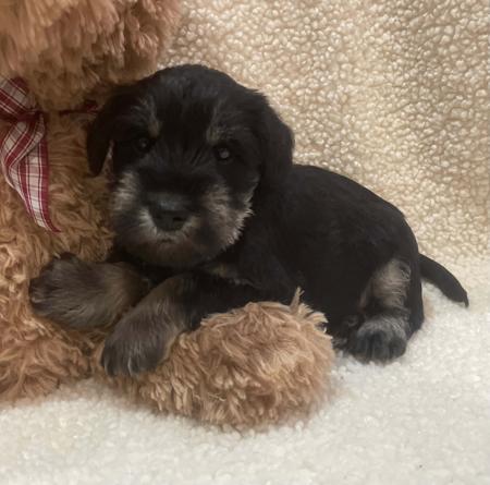 Schnauzer (Miniature) puppy for sale by FORESTHAVEN