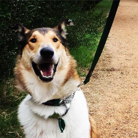 Collie (Smooth) for sale by BILLAND