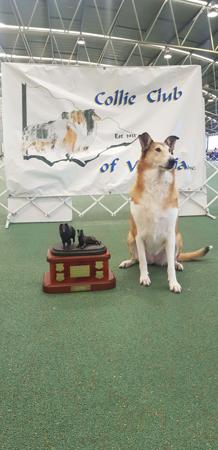 Collie (Smooth) for sale by BILLAND