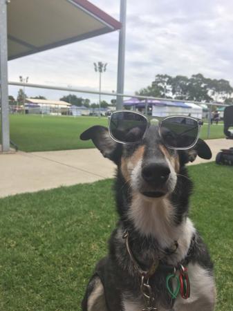 Collie (Smooth) for sale by BILLAND