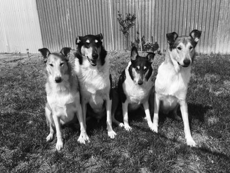 Collie (Smooth) for sale by BILLAND