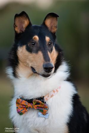 Collie (Smooth) for sale by BILLAND