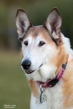 Collie (Smooth) for sale by BILLAND