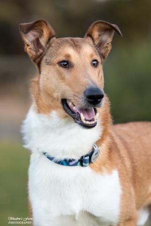 Collie (Smooth) for sale by BILLAND