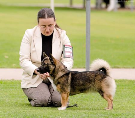 Collie (Smooth) for sale by BILLAND