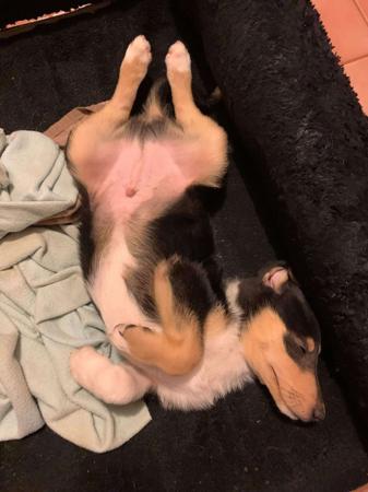 Collie (Smooth) for sale by BILLAND