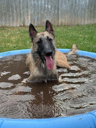 Collie (Smooth) for sale by BILLAND