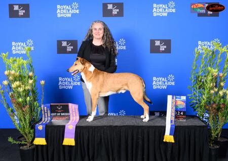 Collie (Smooth) for sale by BILLAND