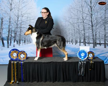 Collie (Smooth) for sale by BILLAND