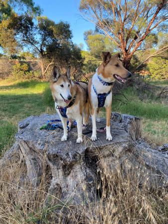 Collie (Smooth) for sale by BILLAND