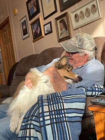 Collie (Rough) for sale by NANUQ