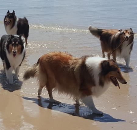 Collie (Rough) for sale by NANUQ