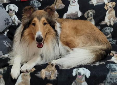 Collie (Rough) for sale by NANUQ