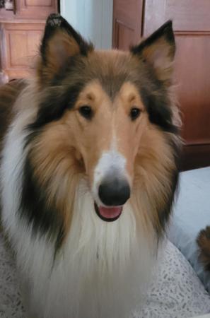 Collie (Rough) for sale by NANUQ