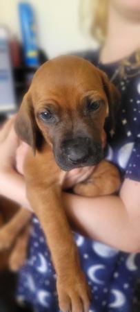 Rhodesian Ridgeback puppy for sale by WERIFESTERIAFBD