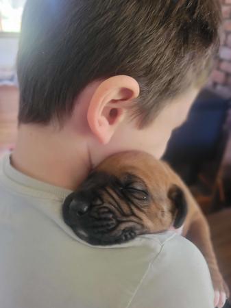 Rhodesian Ridgeback puppy for sale by WERIFESTERIAFBD