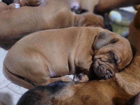 Rhodesian Ridgeback puppy for sale by WERIFESTERIAFBD