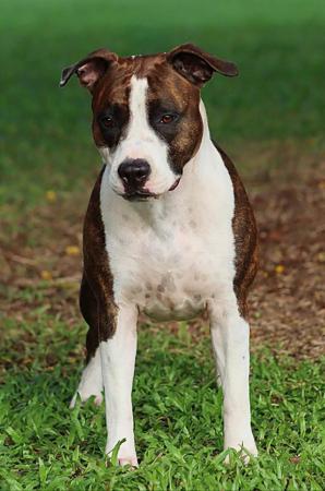 American Staffordshire Terrier for sale by DINAMYTE