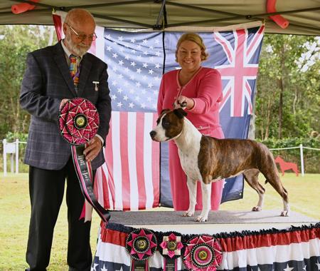 American Staffordshire Terrier for sale by DINAMYTE