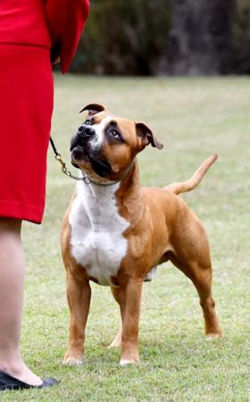 American Staffordshire Terrier for sale by DINAMYTE